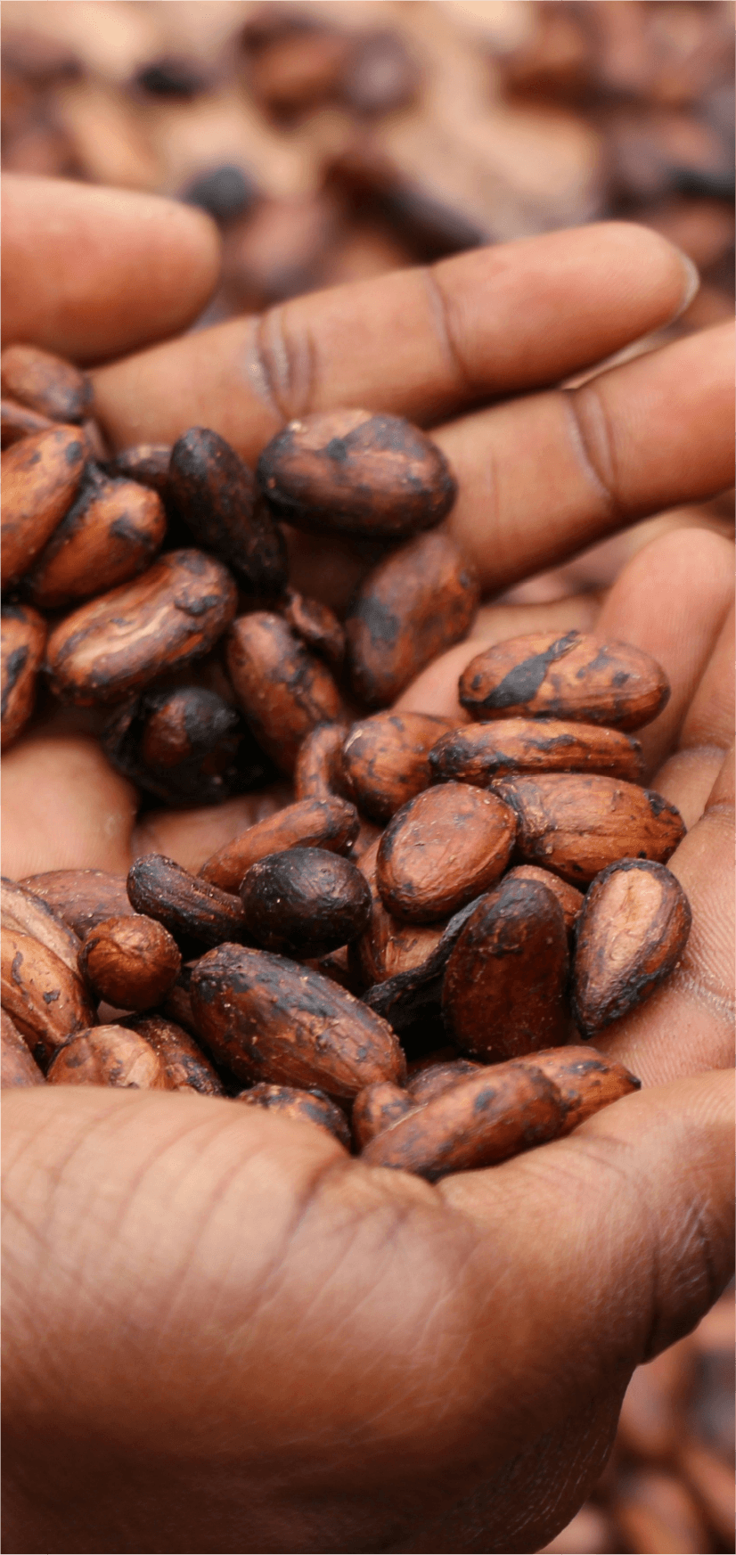 Footer photo of hands holding huruma organic cocoa beans for chocolatiers